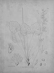 arcticflora b